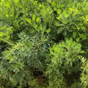 Hydrolat z Davany Hydrolat z Davany